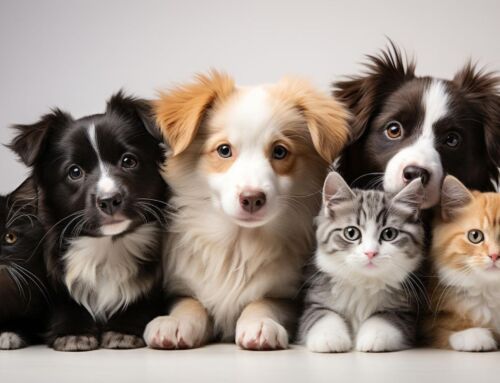Winning in The Pet Industry: How Ratings and Reviews Can Help